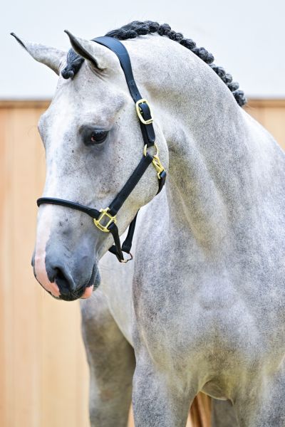 Alegro II vd Donkhoeve 1
