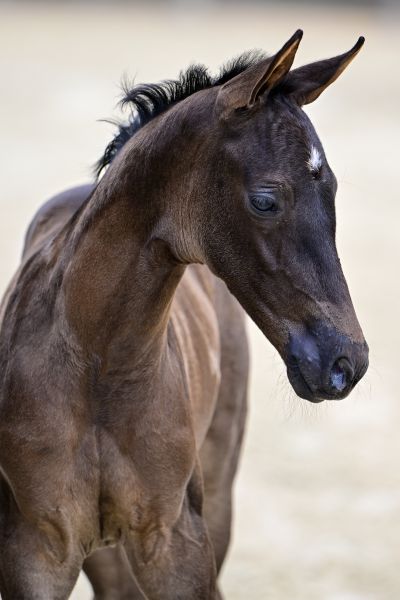 JUST DE LA JASSE Z — Mare · 0y