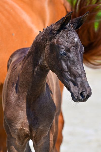 SOLID LADY MM Z — Mare · 0y