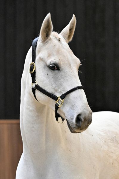 As Cold as Ice Alpha Z - 2