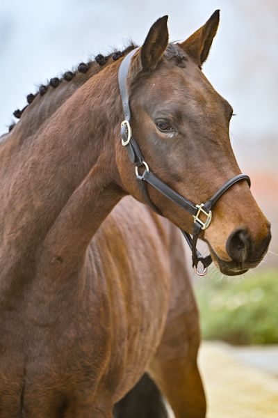 Nikita van het Leliehof - 2