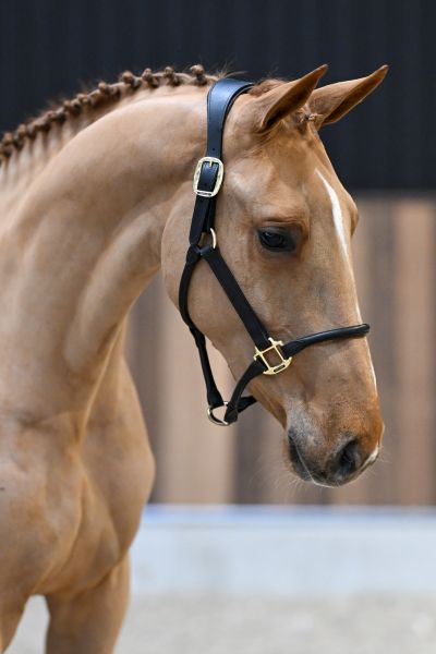 Gala vd Berghoeve Z - 2