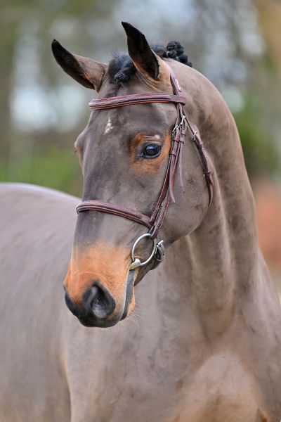 Eros vb Berghoeve Z - 1