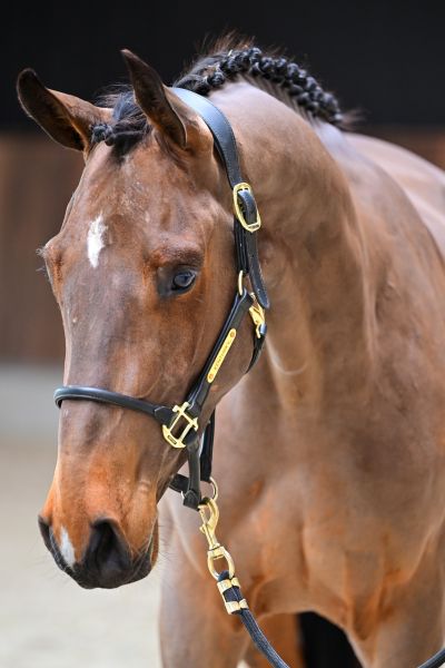 Conquest vd Withoeve Z 1