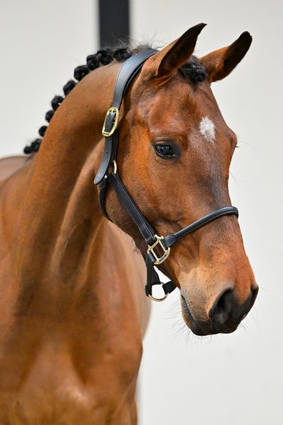 Don Diego de Bornival Z 1