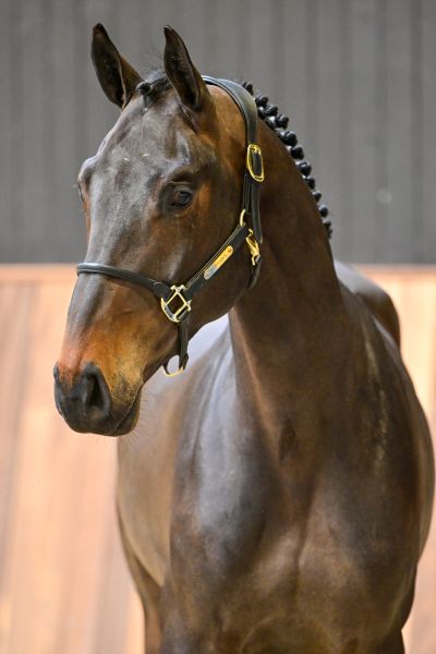 Valverde vd withoeve 1