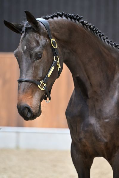 Sevilla van de Hagenhorst 1