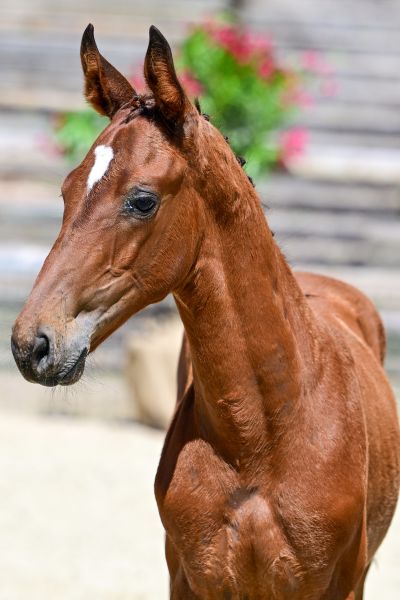 APOLLON DU VALOIS Z 1