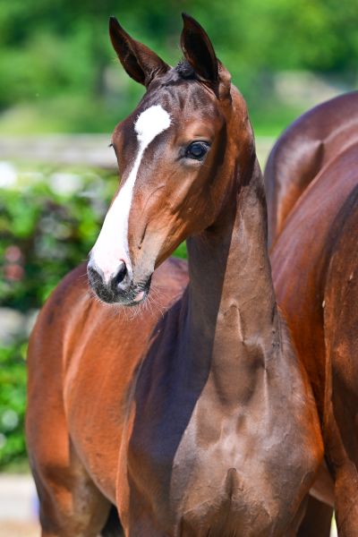 CALANTHE WZB Z — Mare · 0y