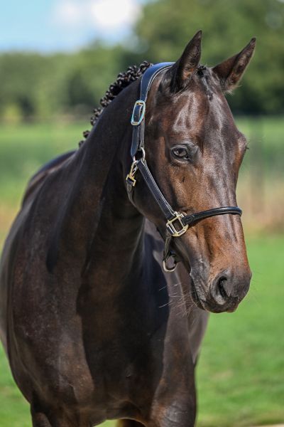 Quinette vd Padenborre - 2