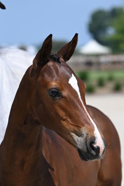 Maximus de la Naiade Z