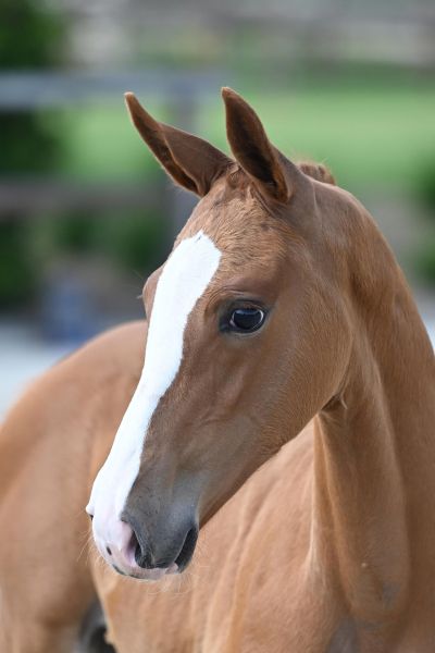 Candyman vh Eegdeken Z