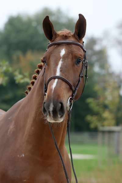 Viento van de Doornhoeve - 4