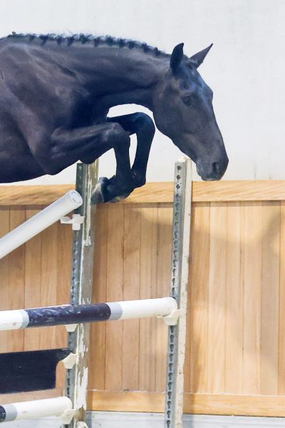 Quatar HM du Menil - 3