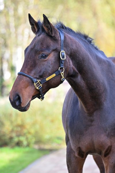 C'est la Vie van 't Bergske Z - 2