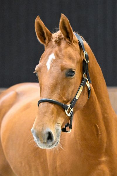 TWILIGHT VAN 'T ROOSAKKER - 4