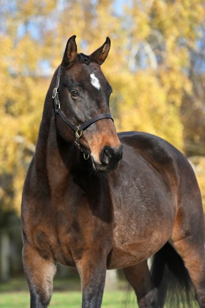 Ibiza de Beaufour - 4