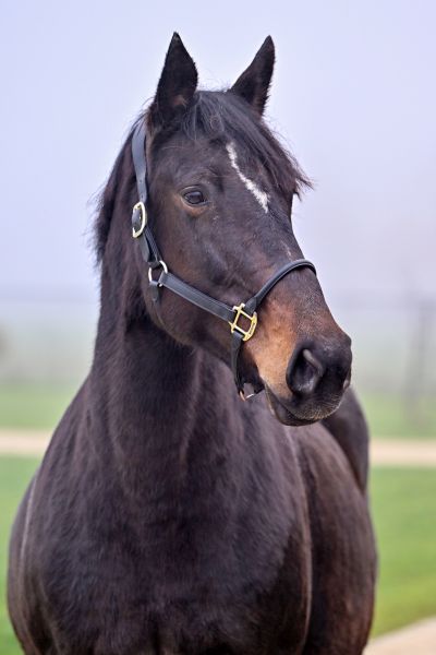 Elegance van 't Hof - 2