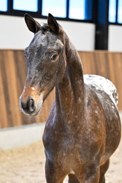 Jollyjumper des Bellignies Z