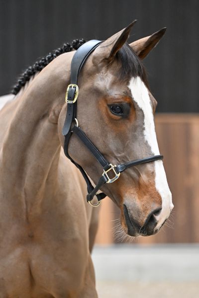 Ultra Class de Septon - 2