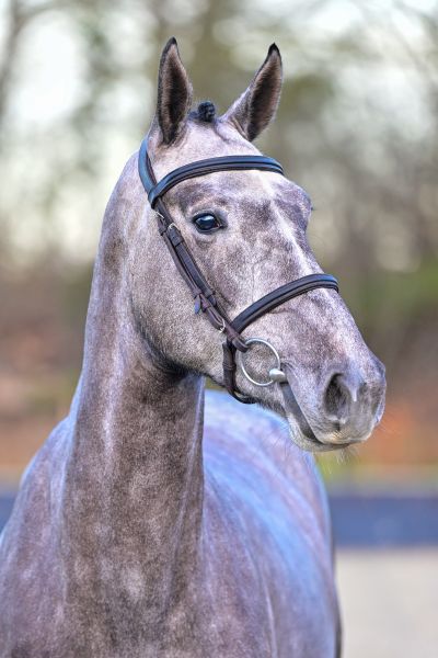 Quancun PYC & CG - 1