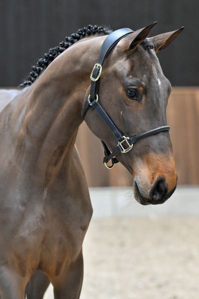 Arquana Cera du Maillet Z - 1