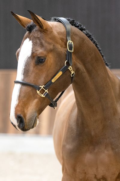 Wolf vd oude katzij - 1