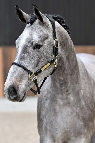 Elliot vd Berghoeve Z - 1