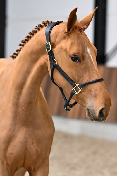 Argentina vd Withoeve 1