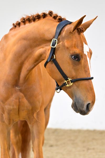 Crameur de la Jonquerelle 1