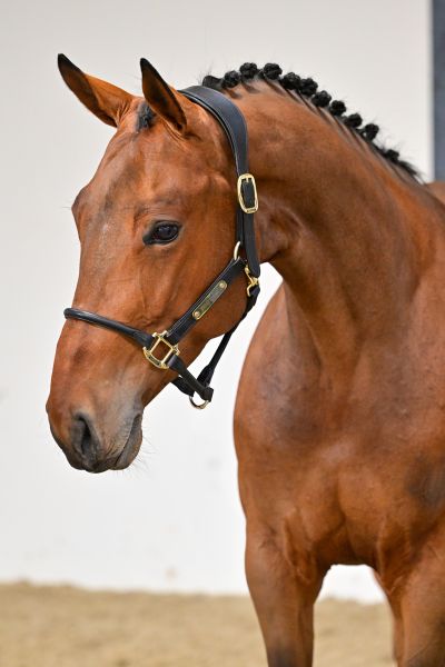 Lollipop de Courcel 1