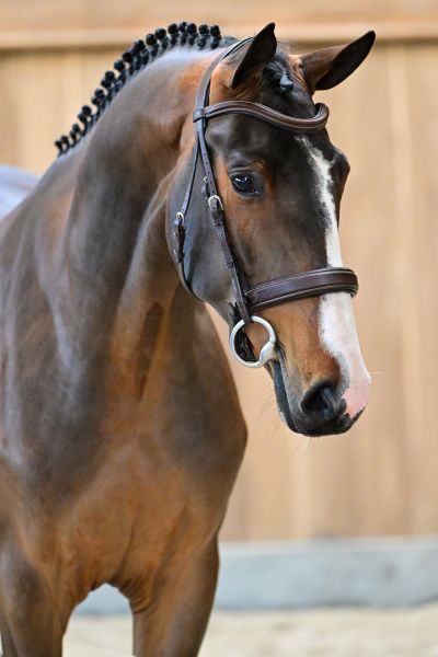 Delgado des Hauts Monceaux Z 1