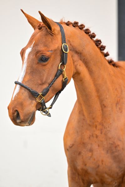 Take Away de Bornival Z 1