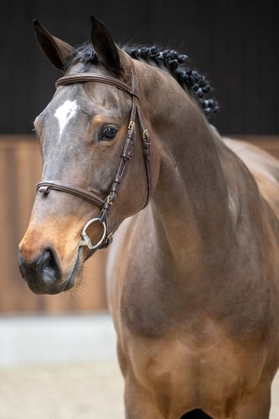 Haloas des Courtis Z 1