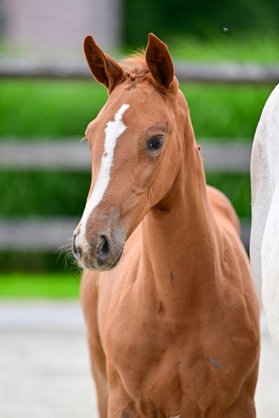 Nala van de Mullegracht Z 1