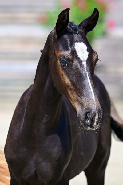 DARK S D'ARAMOON Z — Stallion · 0y