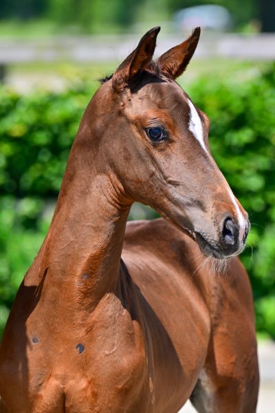 DENIM Z — Stallion · 0y