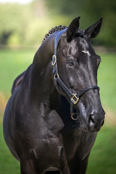 Dabelle van de Haterbeek Z - 1