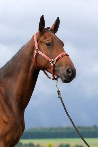 Qualido du Bois du But - 1