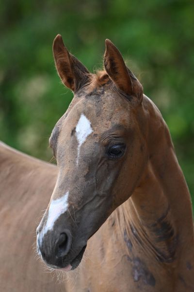 Damour-Blue v't Mezelhof Z
