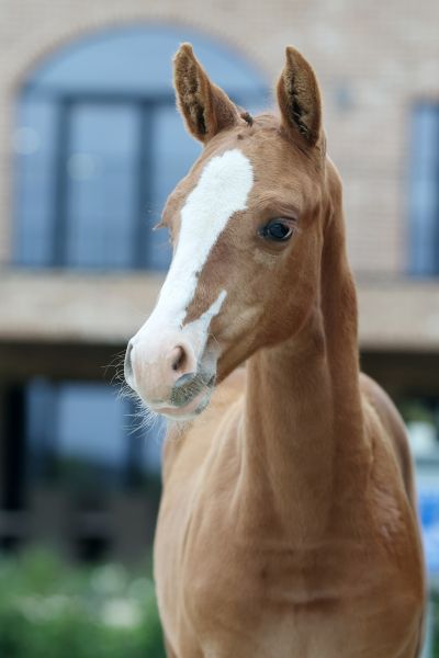 Estelle vd Rollebeek Z - 3