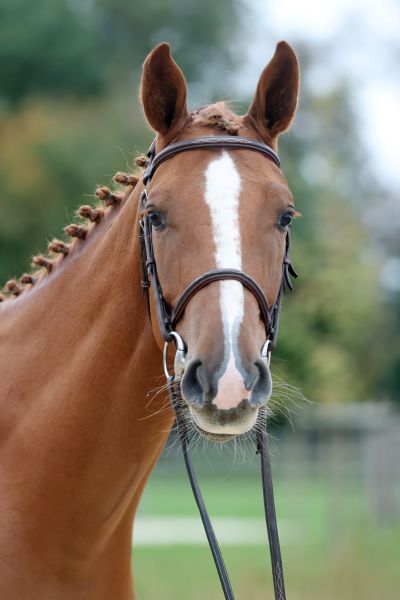 Enzo vd Rollebeek Z - 5