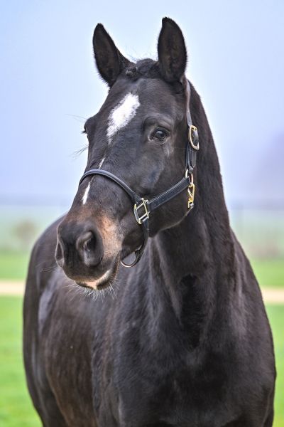 Quelque Chose van Dorperheide - 2