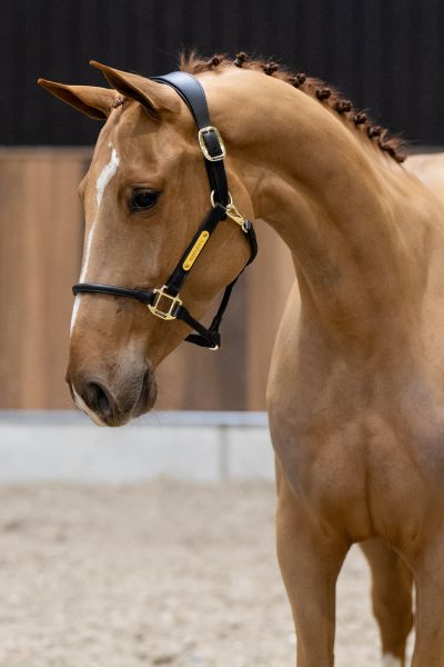 Dalhia du Maillet Z - 1