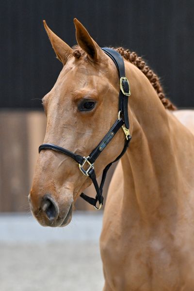 Miracle of Matisse RV Z - 1