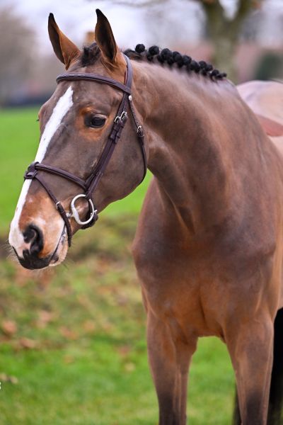 Toronto van het Lindehof 1