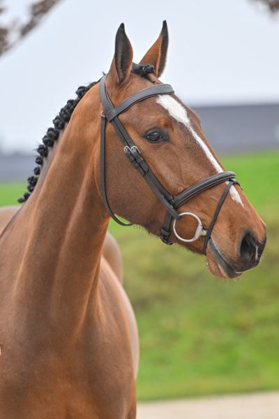 Easy Cera du Maillet Z 1