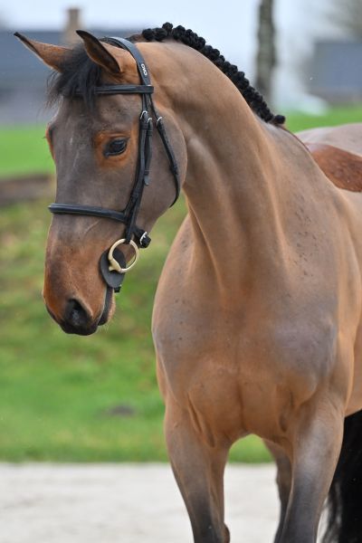 Bacardi vh Gebergte Z 1