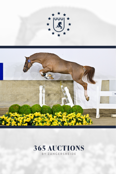 Cayman van de Kasteeldreef Z