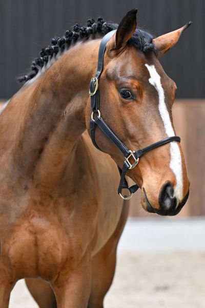 Q-pidon de la Belle-Croix 1